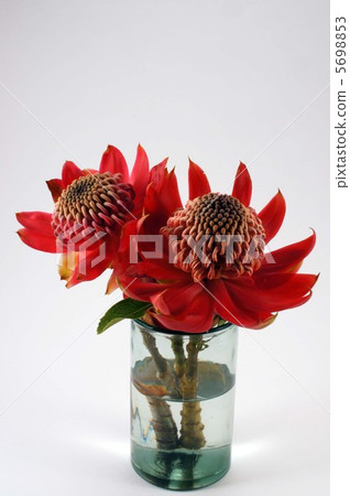 Warata Red Warata Red 5698853