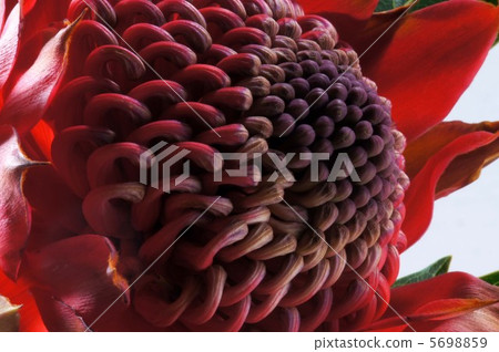Warata Red 5698859