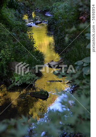 Forest Brook Forest Brook 5698954