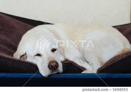 Relaxing retriever Relaxing retriever 5698955