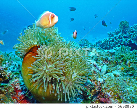 Hanabira銀蓮花屬魚銀蓮花屬海葵 5698980