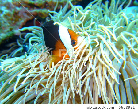 銀蓮花魚海葵 5698981