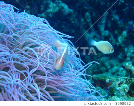 Hanabira Anemone fish Anemone sea anemone 5698982