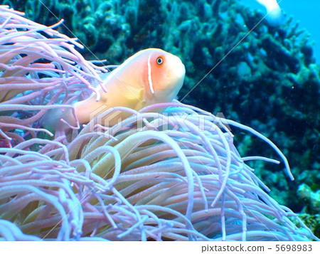 Hanabira銀蓮花屬魚銀蓮花屬海葵 Hanabira銀蓮花屬魚銀蓮花屬海葵 5698983