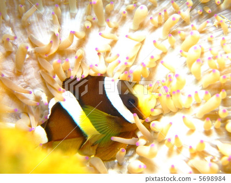 銀蓮花魚海葵 5698984