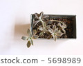 Succulent plants 5698989