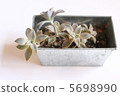 Succulent plants 5698990