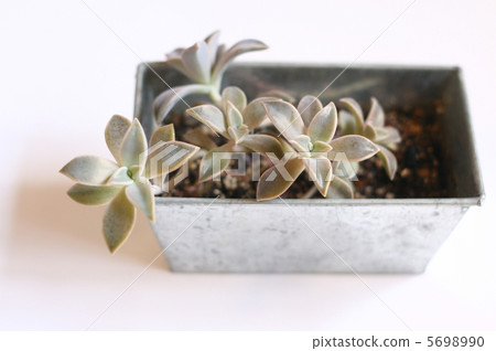 多汁植物 5698990