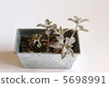 Succulent plants 5698991