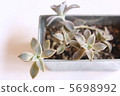 Succulent plants 5698992