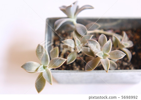 Succulent plants Succulent plants 5698992