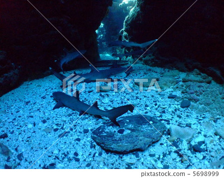 Nemuribuka Shark Shark 5698999