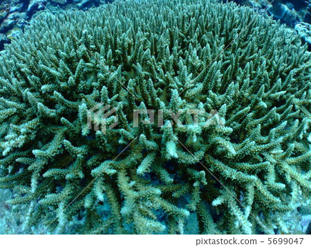 Coral Coral Reef Okinawa Kerama Islands Coral Coral Reef Okinawa Kerama Islands 5699047