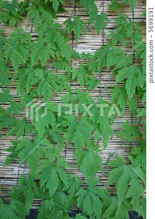 綠色的窗簾 5699191