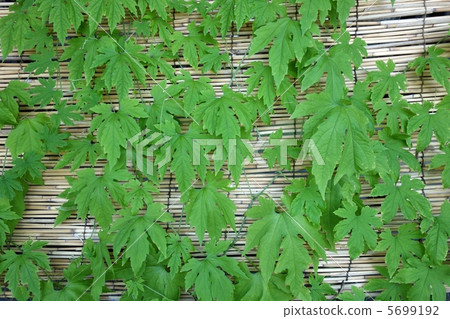 綠色的窗簾 5699192