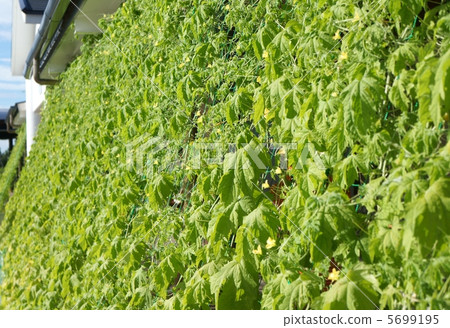 綠色的窗簾 5699195