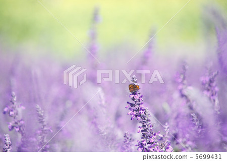 Landscape with butterflies oranges 5699431