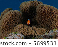 Clown anemonefish and sea anemones 5699531