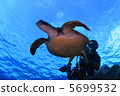 Turtles and divers 5699532