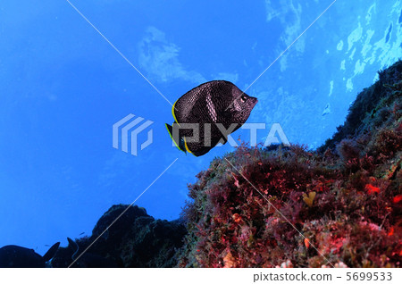 八丈島的Yuzen 八丈島的Yuzen 5699533