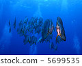 Whispering whirlwind fitness of Hachijojima 5699535