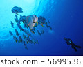 Swallow's wings and divers of Hachijojima 5699536