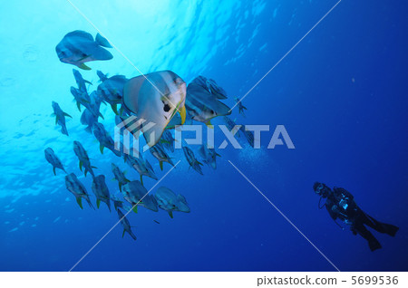 Hachijojima的燕子的翅膀和潛水員 5699536