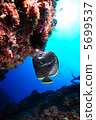 Yuzen pecking coral Hachijojima 5699537