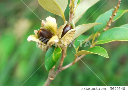 栲 栲 5699548