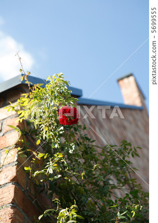 烏龜和磚籬芭和藍天 烏龜和磚籬芭和藍天 5699555