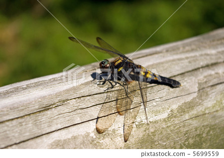 Shiokaratombo (♀) 5699559