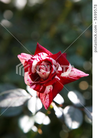 Rose of red iris 5699578