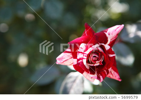 紅色虹膜的玫瑰 5699579