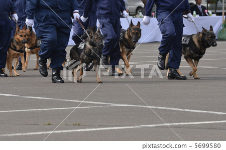 警察和警犬 5699580