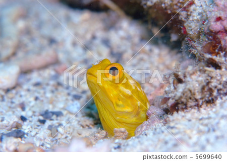 喬魚 喬魚 5699640