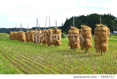 與米乾燥的風景 5699712