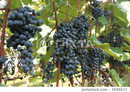 Red wine raw material Yamabupudou Red wine raw material Yamabupudou 5699813