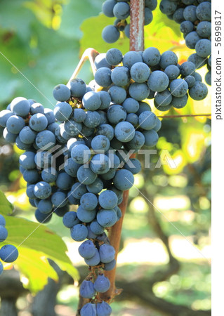 Red wine raw material Yamabupudou 5699817