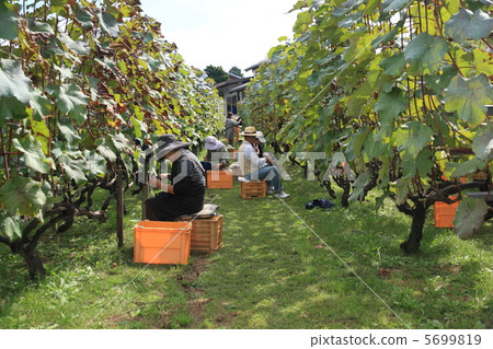Harvest of red wine and yellowtail 5699819