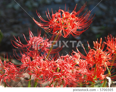 Cluster-amaryllis Higambuna 4 Cluster-amaryllis Higambuna 4 5700305