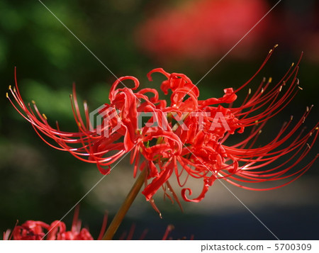 Cluster-amaryllis higambana 1 Cluster-amaryllis higambana 1 5700309