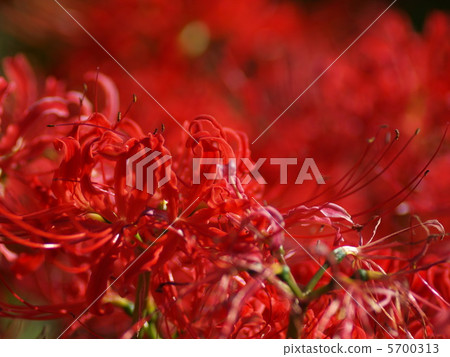 Cluster-amaryllis higambana 6 Cluster-amaryllis higambana 6 5700313