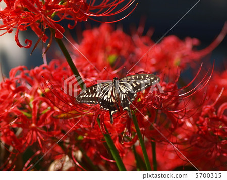 Cluster-amaryllis higambana 8 Cluster-amaryllis higambana 8 5700315
