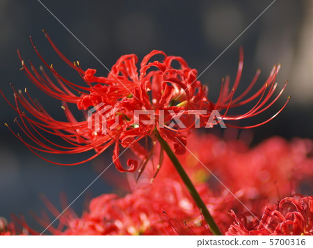 Cluster-amaryllis higambana 9 Cluster-amaryllis higambana 9 5700316