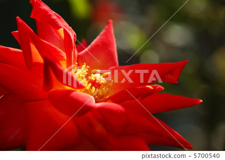 Roses Nishikie Roses Nishikie 5700540