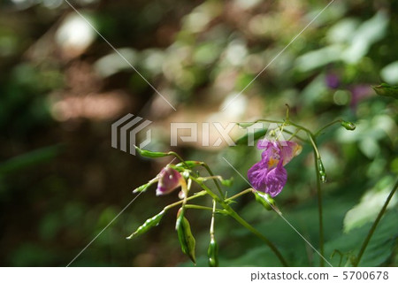 花和年輕種子和側身開花在湖邊 5700678