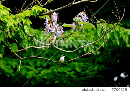 Chigomos Chigomos 5700829