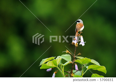 Chigomos Chigomos 5700831