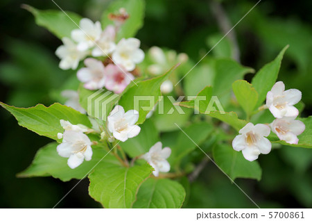 Deutzia gracilis 5700861