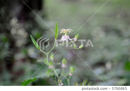 Yama Hototogisu Yama Hototogisu 5700865